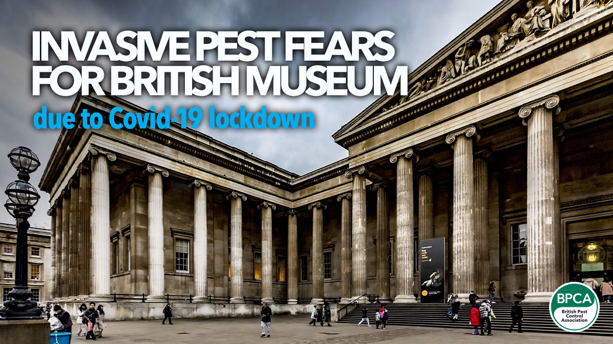 british-museum-invasive-insect-fears